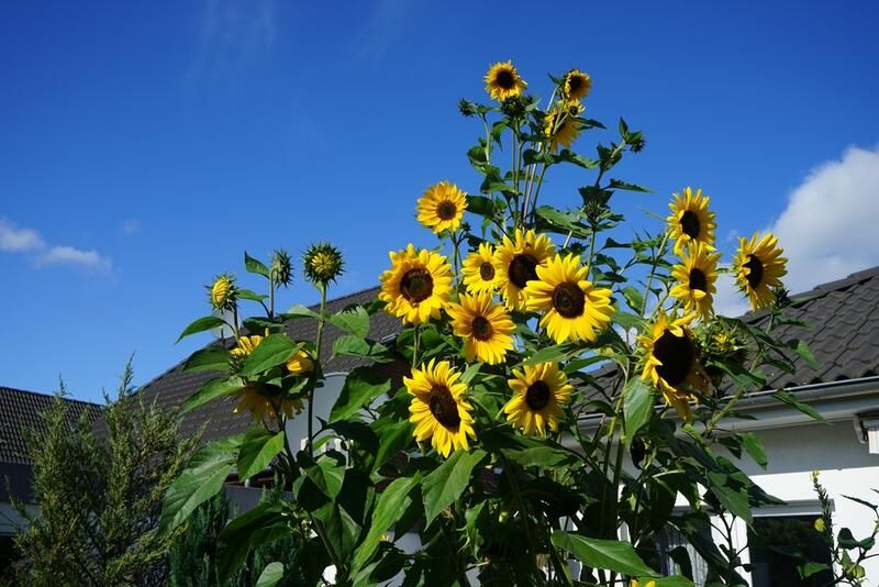 Planting Annual Flowers: Your Way to Brighten Up Your Yard - Shrubhub