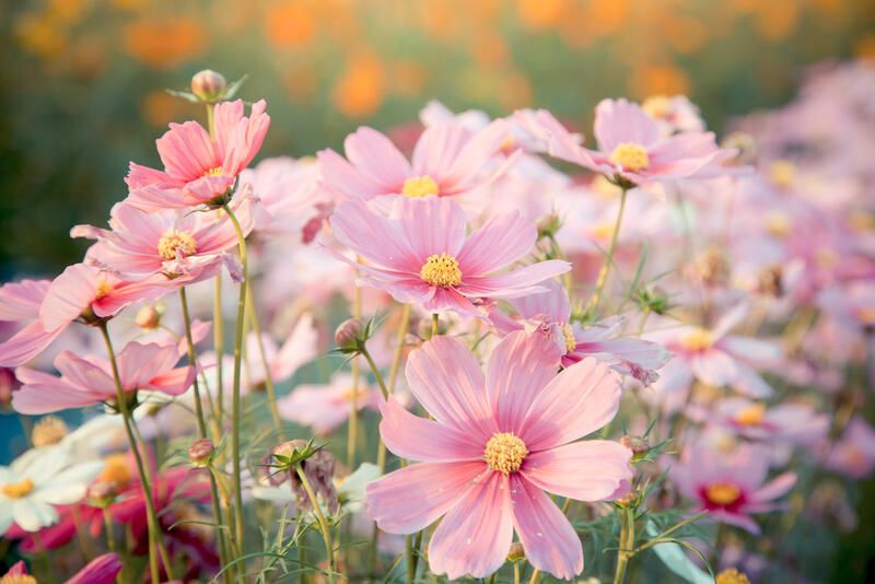 Planting Annual Flowers: Your Way to Brighten Up Your Yard - Shrubhub