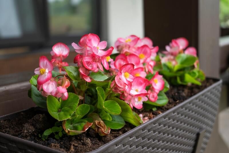 Planting Annual Flowers: Your Way to Brighten Up Your Yard - Shrubhub