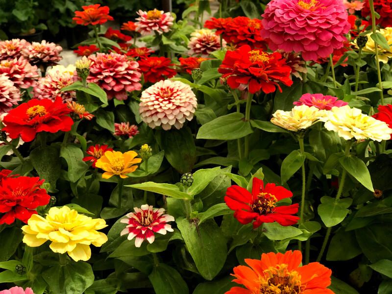 Planting Annual Flowers: Your Way to Brighten Up Your Yard - Shrubhub