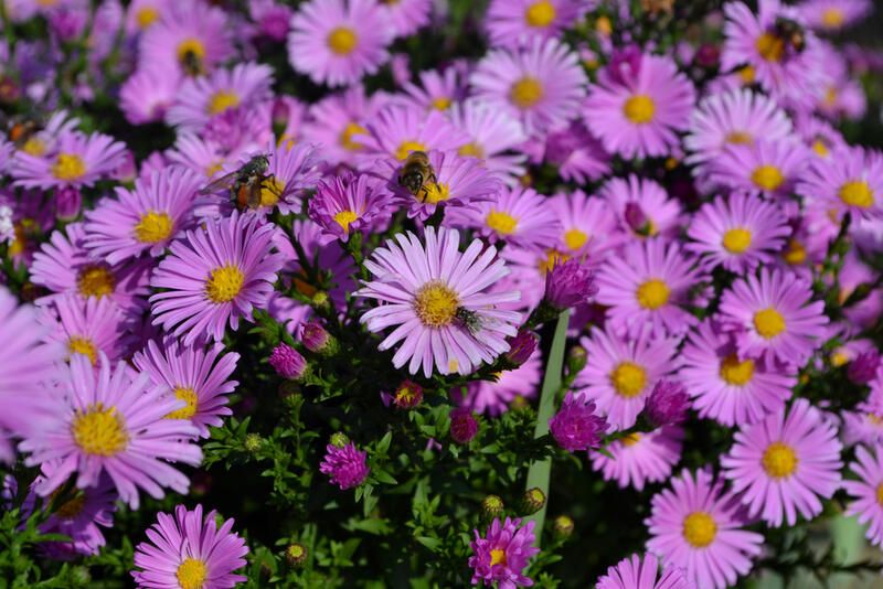 Top 20 Alberta Native Plants For Your Garden - Shrubhub