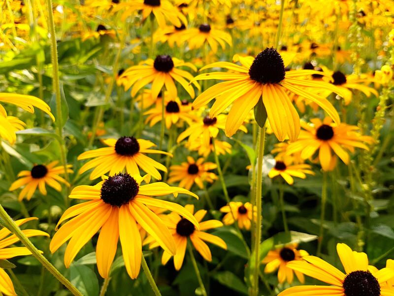 Top 20 Alberta Native Plants For Your Garden - Shrubhub