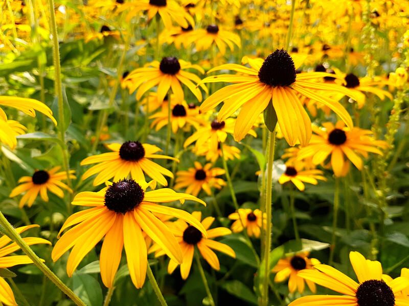 Top 20 Alberta Native Plants For Your Garden - Shrubhub