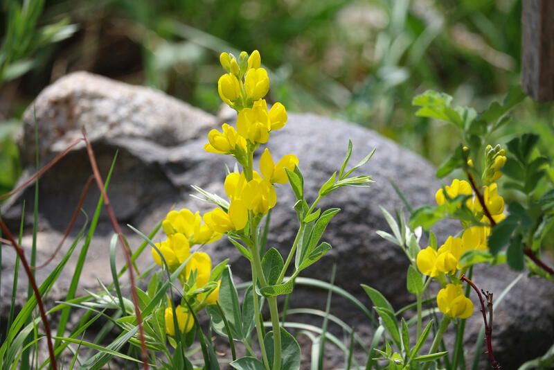 Top 20 Alberta Native Plants For Your Garden - Shrubhub