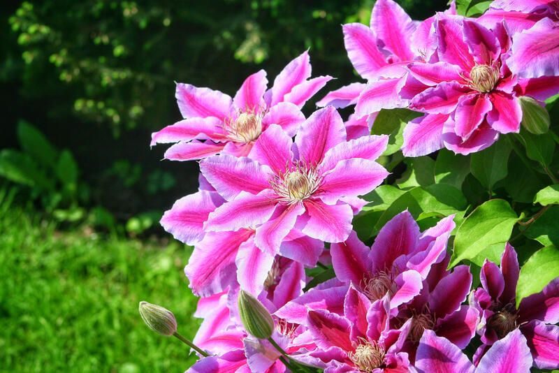 Top 20 Alberta Native Plants For Your Garden - Shrubhub