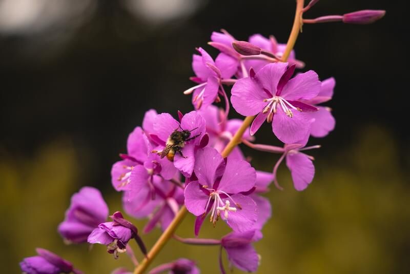 Top 20 Alberta Native Plants For Your Garden | ShrubHub