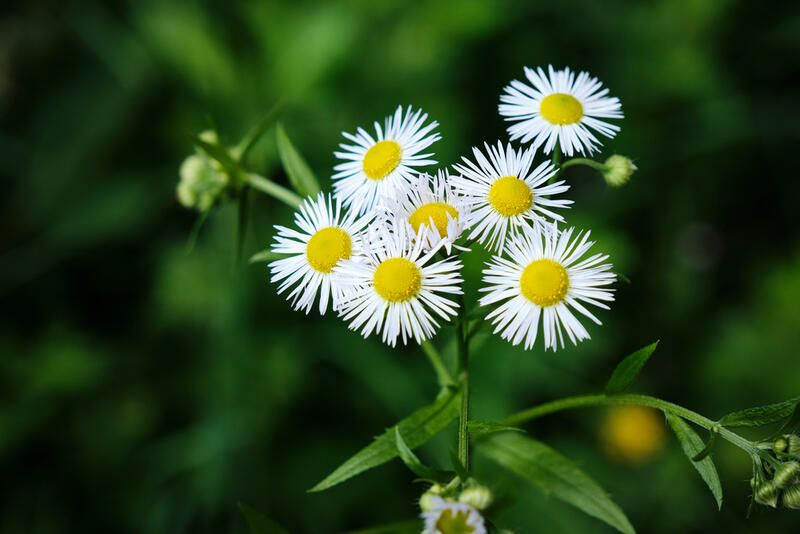 Top 20 Alberta Native Plants For Your Garden - Shrubhub