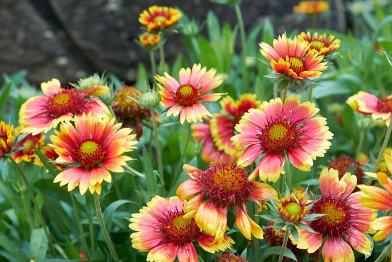 Top 20 Alberta Native Plants For Your Garden - Shrubhub