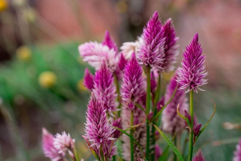 Top 20 Alberta Native Plants For Your Garden - Shrubhub