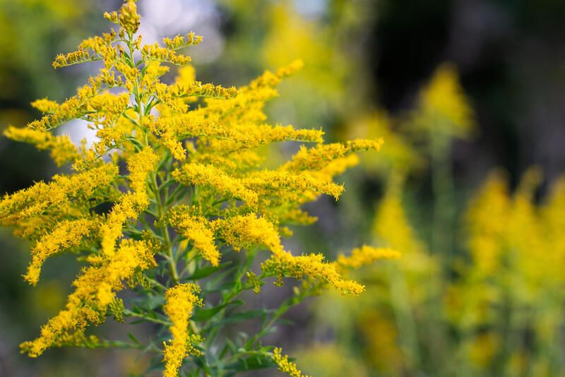 Top 20 Alberta Native Plants For Your Garden - Shrubhub