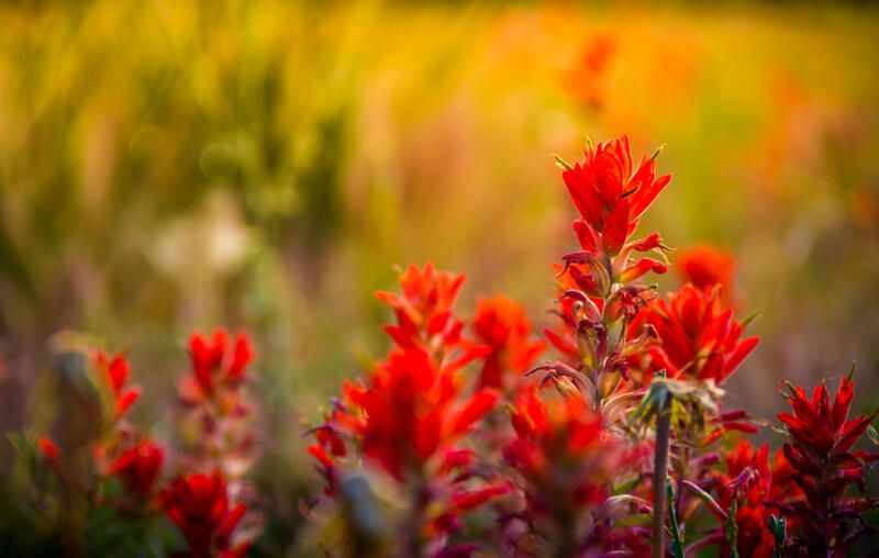 Top 20 Alberta Native Plants For Your Garden