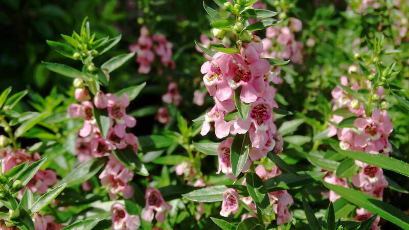 Top 20 Alberta Native Plants For Your Garden - Shrubhub