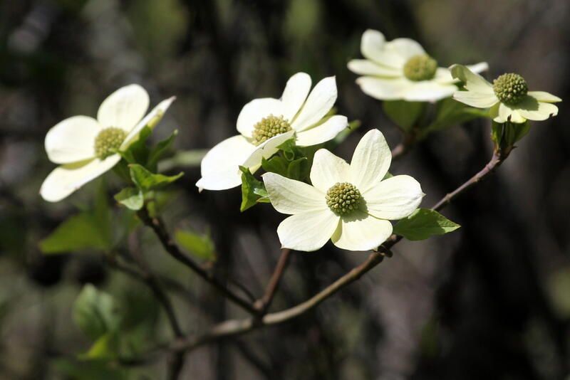 Top 20 Alberta Native Plants For Your Garden - Shrubhub