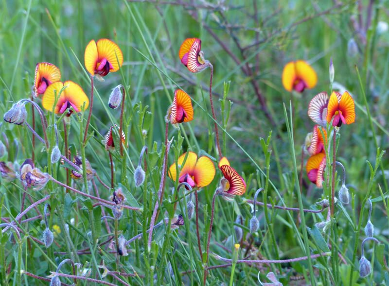 Our Guide to Some of The Most Charming Perth Native Plants - Shrubhub