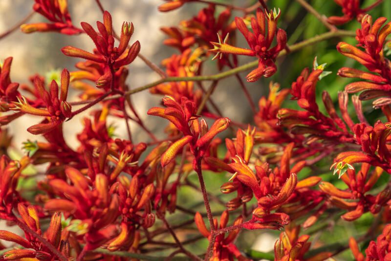 Our Guide to Some of The Most Charming Perth Native Plants - Shrubhub