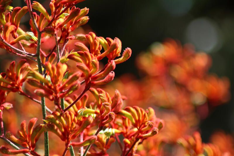 Our Guide to Some of The Most Charming Perth Native Plants - Shrubhub