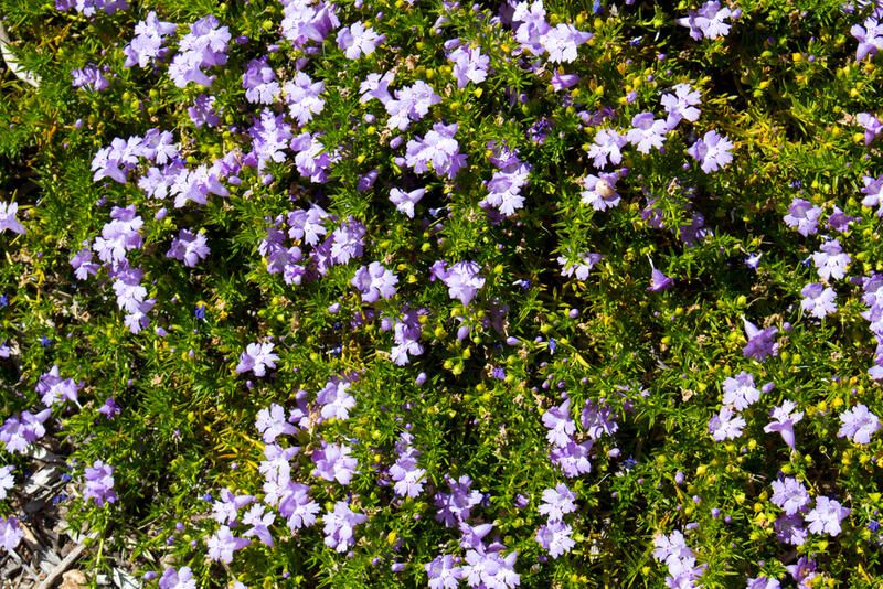 Our Guide to Some of The Most Charming Perth Native Plants - Shrubhub