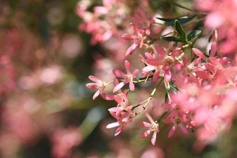 Our Guide to The Most Charming Perth Native Plants - Shrubhub