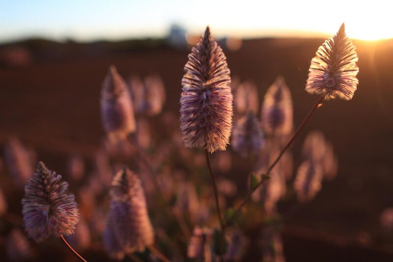 Our Guide to The Most Charming Perth Native Plants - Shrubhub
