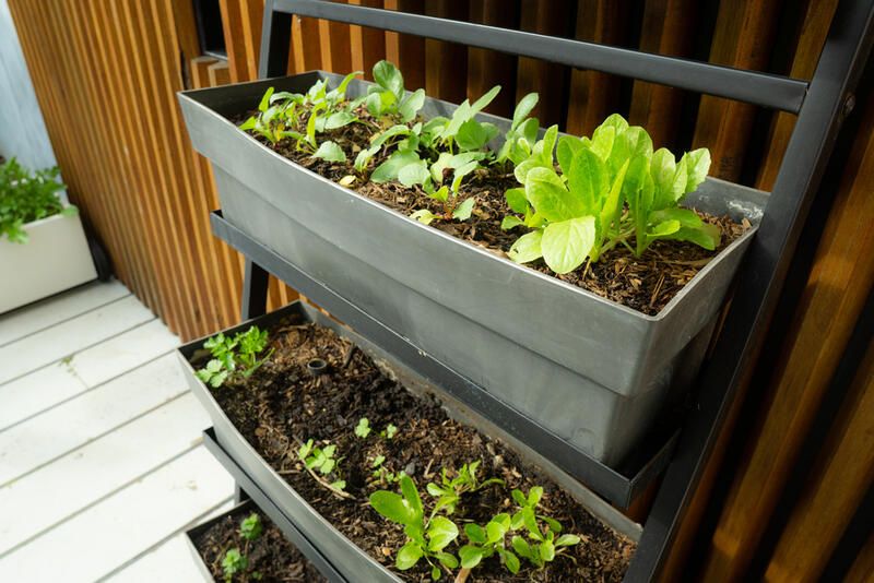 Beginners' Guide To Vertical Gardening - Shrubhub