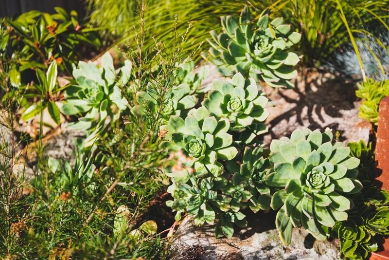 Beginners' Guide To Vertical Gardening - Shrubhub