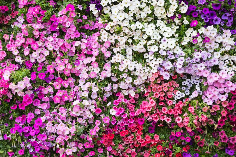 Beginners' Guide To Vertical Gardening - Shrubhub