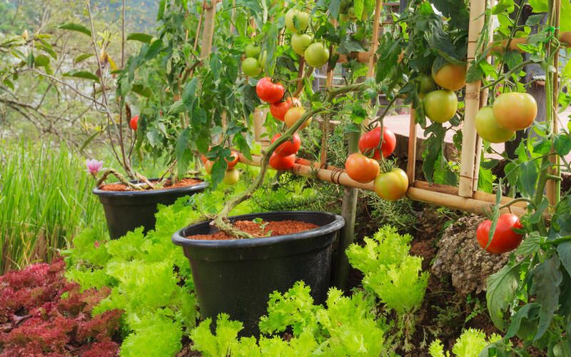 14 Common Vegetable Gardening Mistakes Newbies Make When Planting their Veggies - Shrubhub