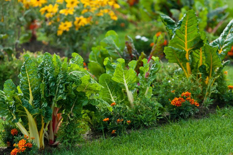 14 Common Vegetable Gardening Mistakes Newbies Make When Planting their Veggies