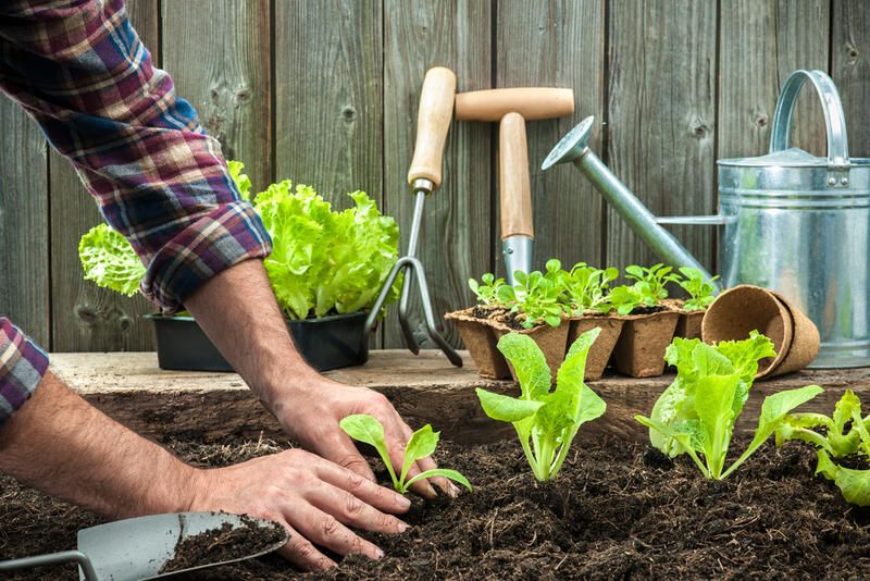 14 Common Vegetable Gardening Mistakes Newbies Make When Planting their Veggies - Shrubhub