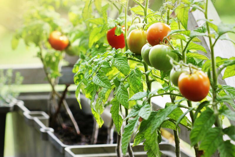 14 Common Vegetable Gardening Mistakes Newbies Make When Planting their Veggies - Shrubhub