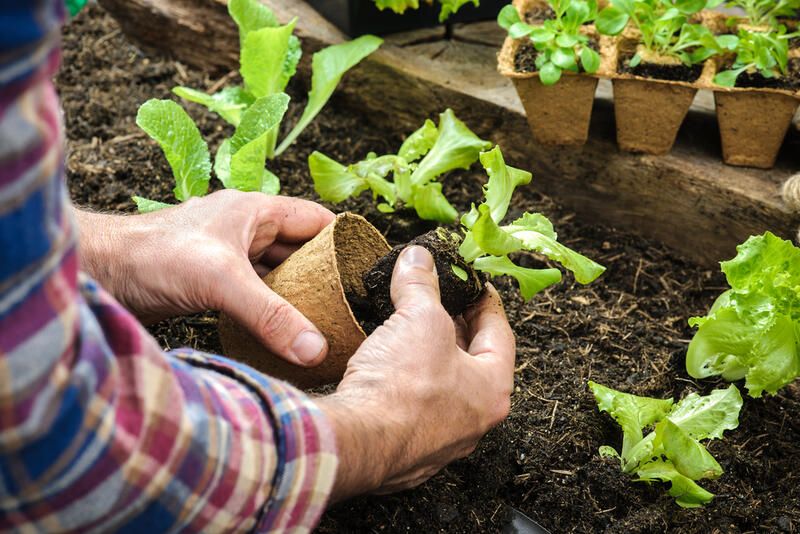 Sustainable Gardening Tips: Gardening Ideas to Make Your Garden More Eco-Friendly