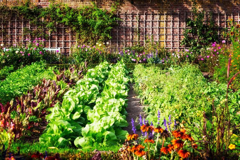 Accessible Garden Tips: Create A Space That Everyone Can Enjoy! - Shrubhub