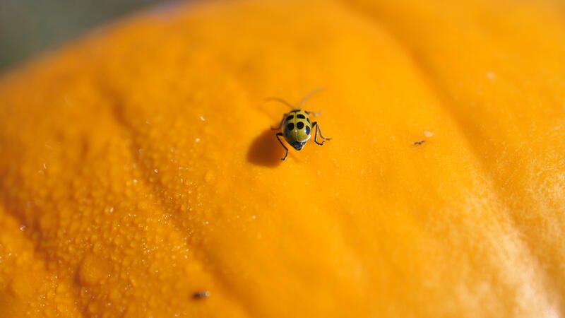 How To Grow Pumpkins 101: A Complete Step-By-Step Guide To Growing Pumpkin Varieties - Shrubhub