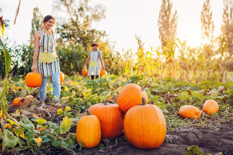 How To Grow Pumpkins 101: A Complete Step-By-Step Guide To Growing Pumpkin Varieties - Shrubhub