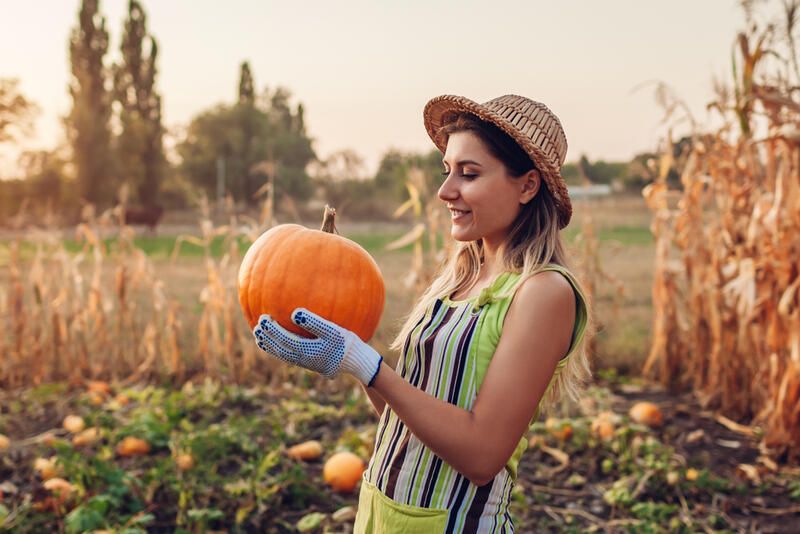 How To Grow Pumpkins 101: A Complete Step-By-Step Guide To Growing Pumpkin Varieties - Shrubhub