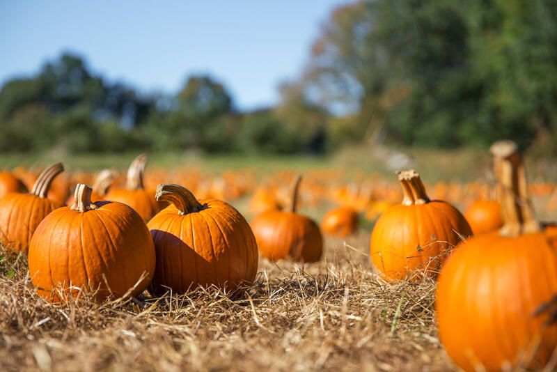 How To Grow Pumpkins 101: A Complete Step-By-Step Guide To Growing Pumpkin Varieties - Shrubhub