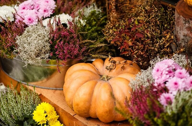 How To Grow Pumpkins 101: A Complete Step-By-Step Guide To Growing Pumpkin Varieties - Shrubhub