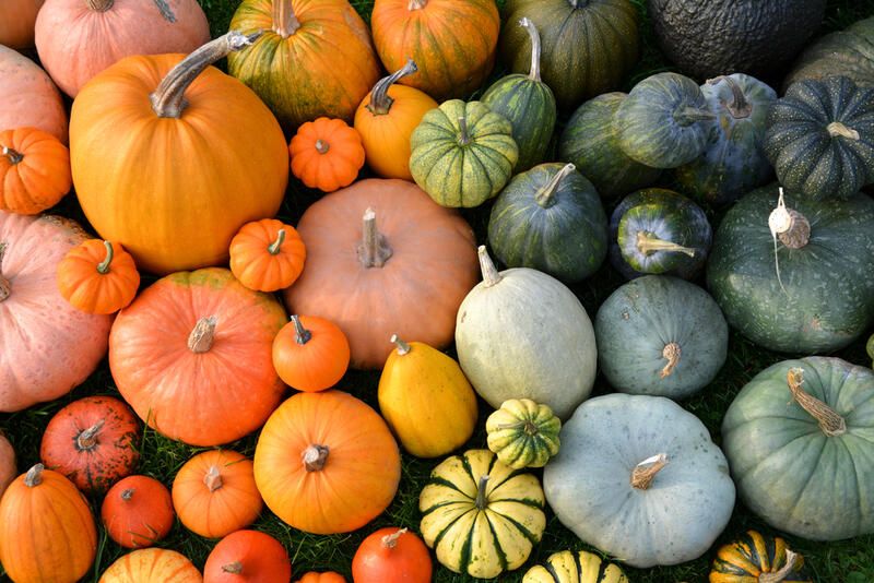 How To Grow Pumpkins 101: A Complete Step-By-Step Guide To Growing Pumpkin Varieties - Shrubhub