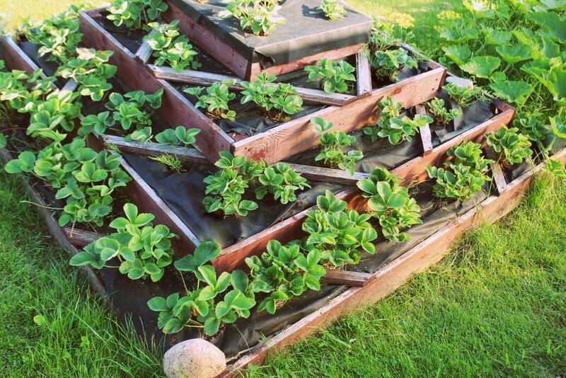 ShrubHub's Ultimate Guide to Raised Garden Beds - Shrubhub