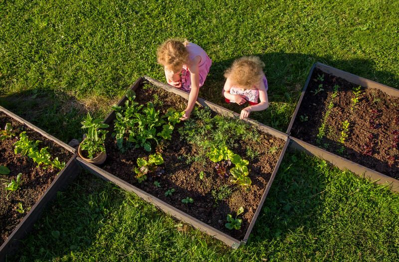 ShrubHub's Ultimate Guide to Raised Garden Beds - Shrubhub