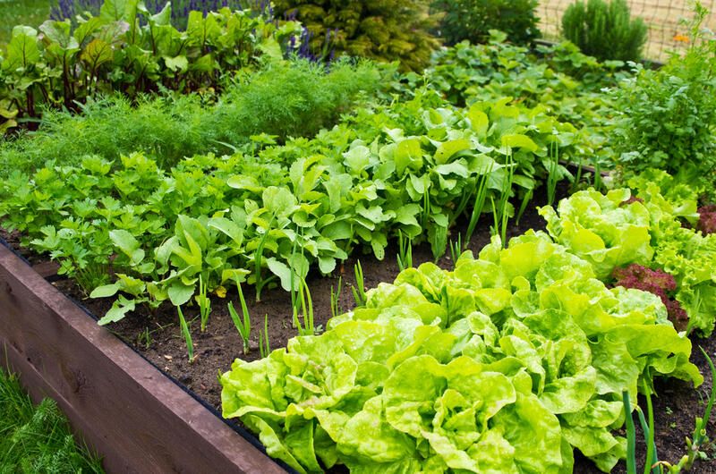 ShrubHub's Ultimate Guide to Raised Garden Beds - Shrubhub