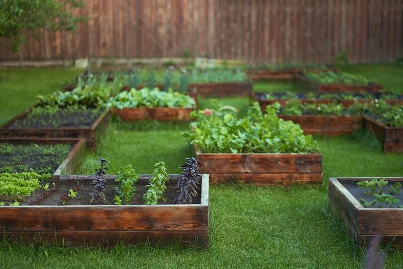 ShrubHub's Ultimate Guide to Raised Garden Beds - Shrubhub