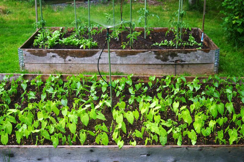 ShrubHub's Ultimate Guide to Raised Garden Beds - Shrubhub