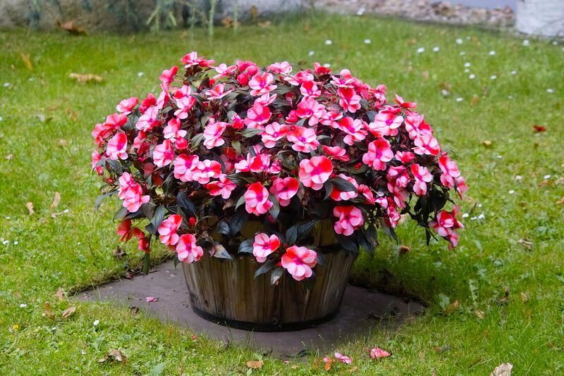 Everything You Need to Know About Impatiens Plant Care - Shrubhub