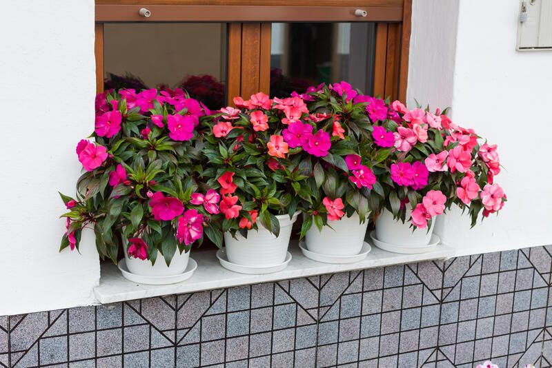 Everything You Need to Know About Impatiens Plant Care - Shrubhub