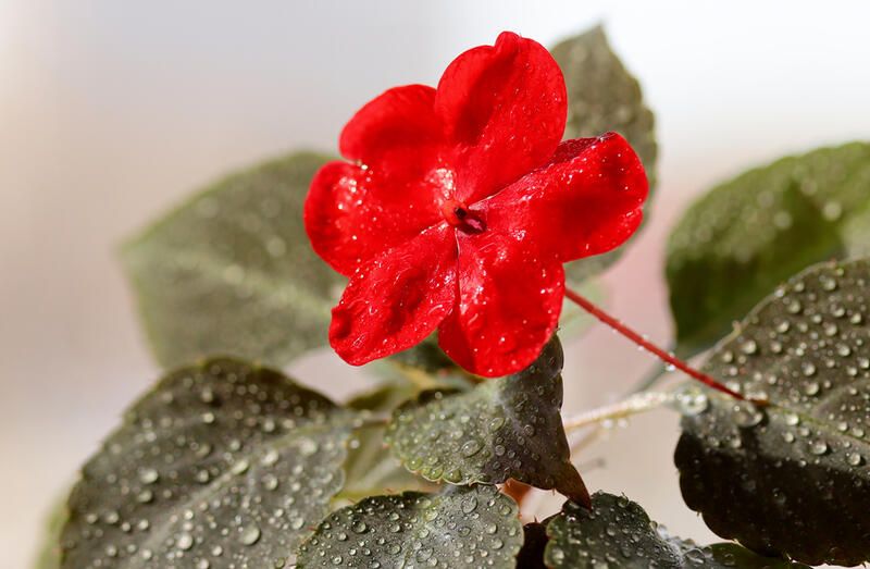 Everything You Need to Know About Impatiens Plant Care - Shrubhub