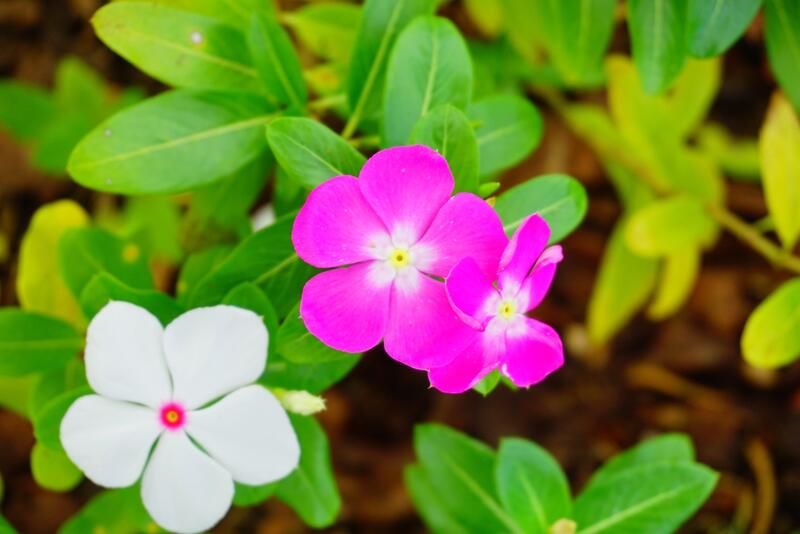 Everything You Need to Know About Impatiens Plant Care