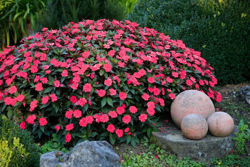 Everything You Need to Know About Impatiens Plant Care - Shrubhub
