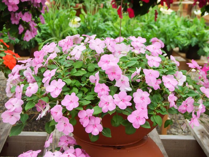 Everything You Need to Know About Impatiens Plant Care - Shrubhub