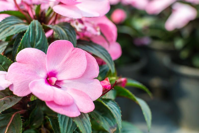 Everything You Need to Know About Impatiens Plant Care - Shrubhub